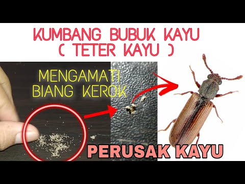 Video: Apakah rayap membuat lubang jarum?