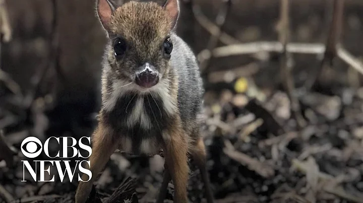 Tiny mouse deer born at Bristol Zoo - DayDayNews