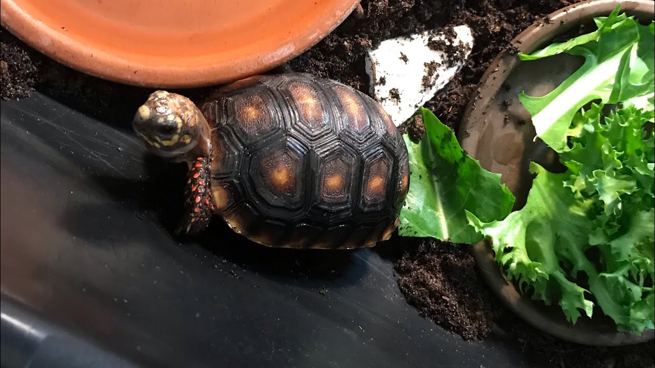 My tortoise’s routine