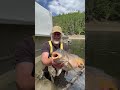 Nice Mirror in lunch time… @AvidCarpFishingTV@Carp_Arts #fishhobo #shorts #viralvideo