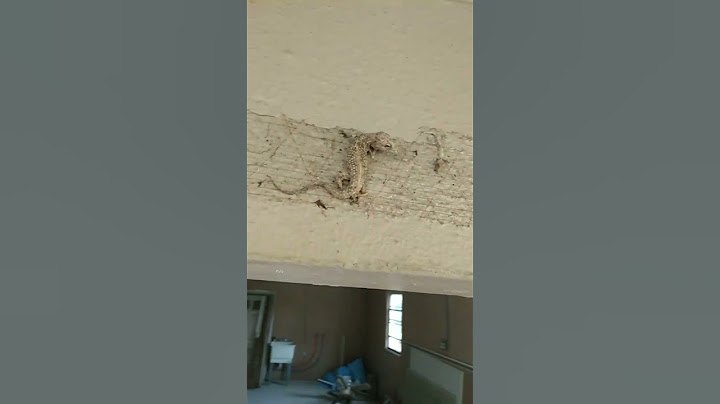 creepy lizard trap