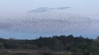 Starling murmuration 2 - RSPB Middleton Lakes