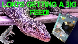 Update on Loki my Mangrove monitor ~ Varanus indicus