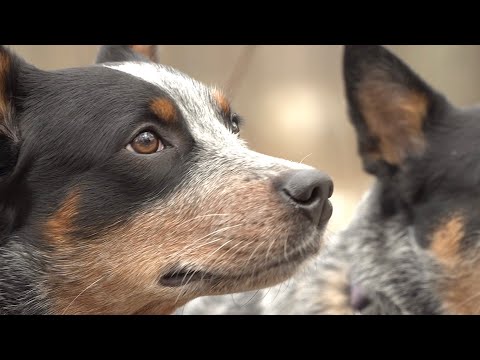 Video: Kādas traktitātes ir labas kucēnu Yorkie?