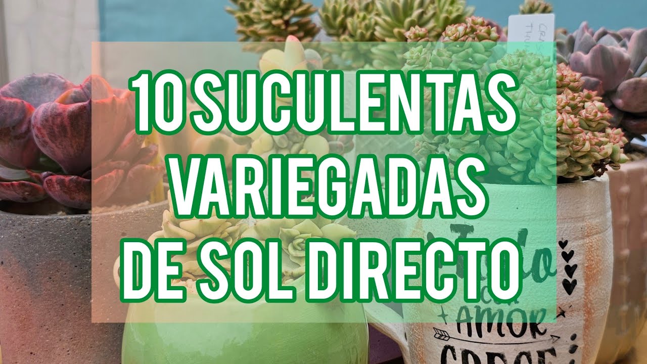 10 SUCULENTAS VARIEGADAS DE PLENO SOL  QUE TE RECOMIENDO TENER/ JARDÍN SUCULENTO
