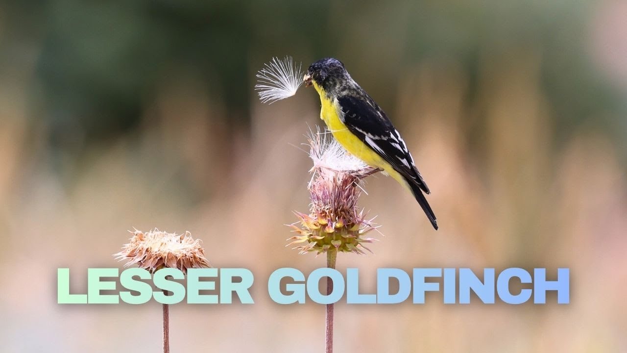 Lesser Goldfinch Eating Sunflower Seeds