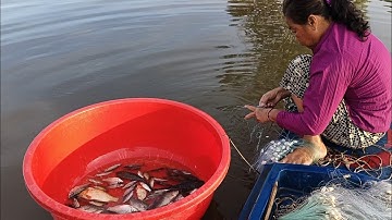 Một Ngày Bội Thu ( Đặc Sản Mùa Nước Nổi )