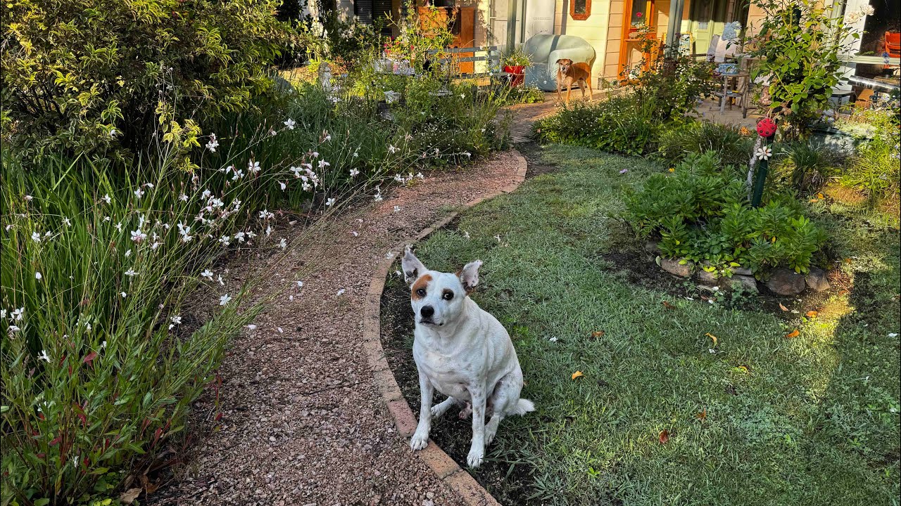 Early Autumn, Pumpkin Harvest, Lightening & Sunset In Garden, Roses, CrepeMyrtle, Jacarandas Planted