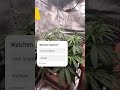 Malawi Sativa – Schon bereit für die Blüte? 🌿😯 (Tag 30)