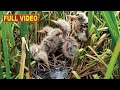 The Baby Bird Gets Delicious Food From The Cameraman [Full Video]