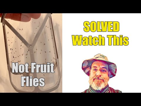 Video: Ovocné mušky citrusových stromov – prečítajte si o kontrole mušiek z citrusových plodov