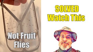 How to Kill Fruit Flies Drain Flies and Phorid Flies