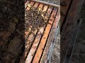 Yeni bilgiler yeni deneyimler için lütfen abone olalım#bee#bal#beekeeping#doğa#woodworking