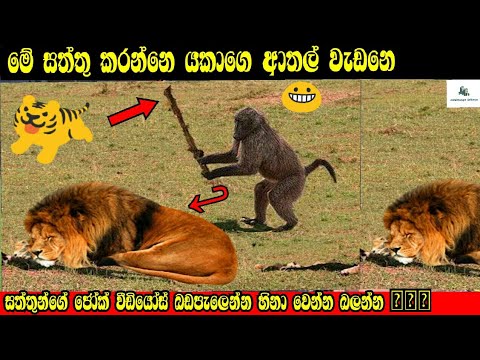 සත්තුන්ගේ සුපිරි ආතල් ටිකක් funny and joke animals moments