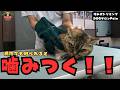 【初来店】人が怖くて逃げる・噛みつくマンチカンの噛み猫グルーミング
