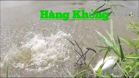 Câu Cá Tra Sông Điểm Câu Mới Lên Hàng Khủng