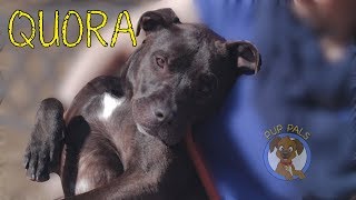 Our Pup Pal Quora!