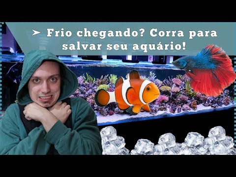 Vídeo: Como Aquecer A água Em Um Aquário