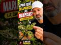 Por qué desaparecen las mariposas #mariposas #jardinería #plantas
