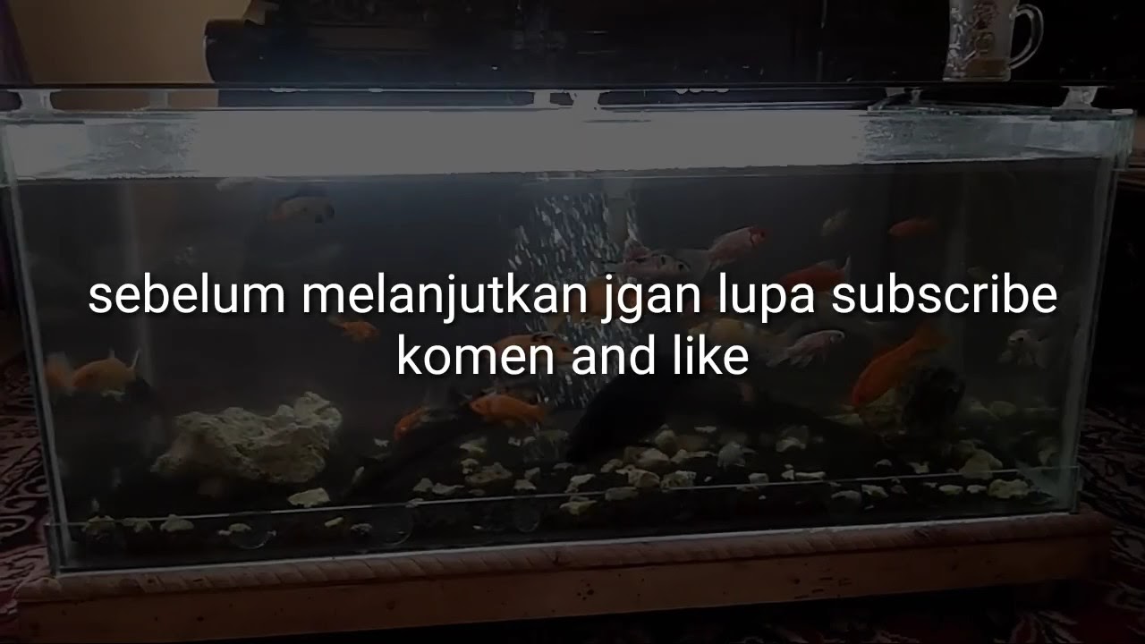  Aquarium  meja  tamu simpel  YouTube