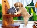 Animaux drôles et mignons moquez - Cute Cats and Dogs Compilation [Avril 2015 Edition]