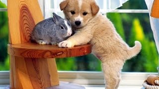 Animaux drôles et mignons moquez - Cute Cats and Dogs Compilation [Avril 2015 Edition]