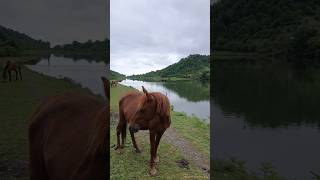 Beautiful Horse by the Lake & Forest | Majestic Nature