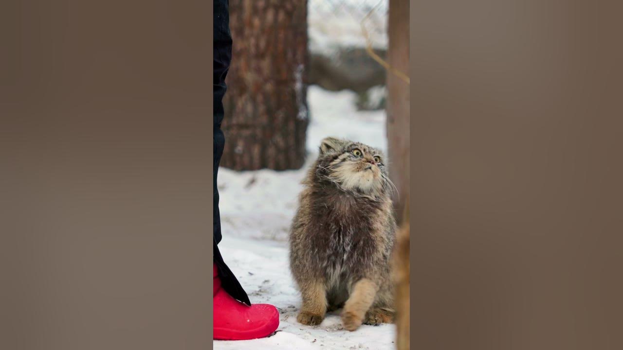 Pallas's cat kitten is hurrying to meet a keeper who brought her juicy ...