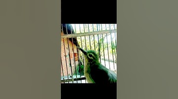 kolibri manggar betina gacor//kolibri kelapa gacor#kolibrimanggar #kolibrikelapa #shorts