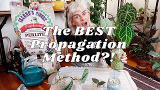 Propagating in Perlite | It Saved My Plants From Root Rot!