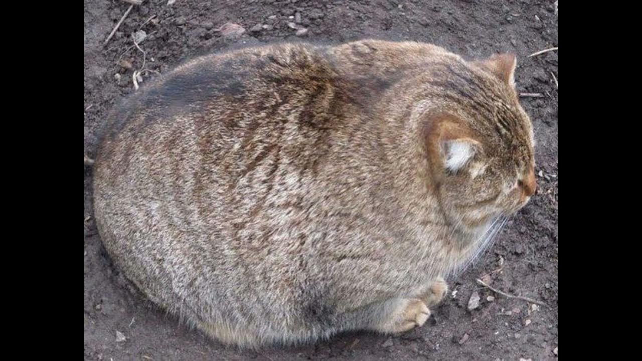 Толстый кот прикол