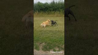 Staffik Na Gwizdek Bystra W Biegu, I Zabawa Z Labradorem