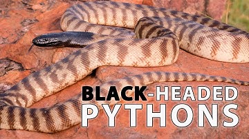 Black-Headed Pythons - Dont care about humans