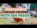 FREE RANGE CHICKEN FARMING ROMBLON| HOW TO START RAISING CHICKENS| TIP PAGSIMULA NG MANUKAN