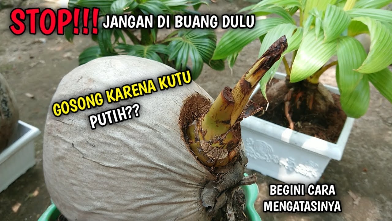 Cara Mengatasi Gosong Pada Daun Dan Pelepah Bonsai Kelapa Yang Terserang Hama Youtube