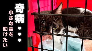 【閲覧注意】保護した子猫が病院で奇病と診断されてしまいました