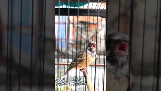 Download Lagu Yellow-rumped Seedeater birdsong | blackthroat canary bird singing sound MP3 Download Lagu Yellow-rumped Seedeater birdsong | blackthroat canary bird singing sound MP3