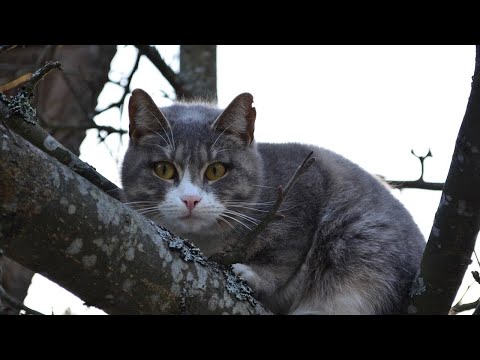 Потерялась кошка! Что делать?