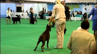 GERMIONA NorDom - FCI-CACIB "Crystal Cup of Ukraine"