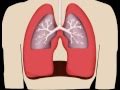 Lungs in motion  pulmonary fibrosis