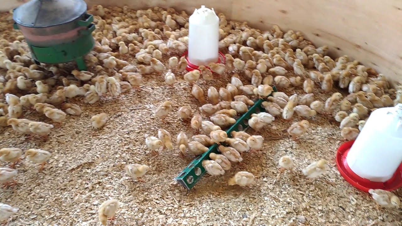 How to brood chicks with charcoal briquettes Layers Poultry Farming