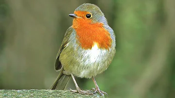 Quel chant fait le rouge gorge ?