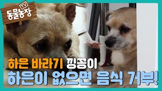 ‘하은 바라기’ 낑꽁이, 하은이만 없으면 음식 거부! I TV동물농장 (Animal Farm) | SBS Story