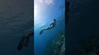 Ocean 🐋 #океан #ocean #maldives #мальдивы #travel #путешествия #путешествие #тренд #wow #underwater