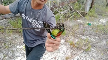 MIKAT BURUNG SERINDIT DOBEL STREK DI BELANTARA HUTAN KALIMANTAN