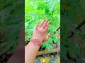 mehendi designs ✨👀❤️😊#mehendiartist #mehendidesigns #shortvideo #trending