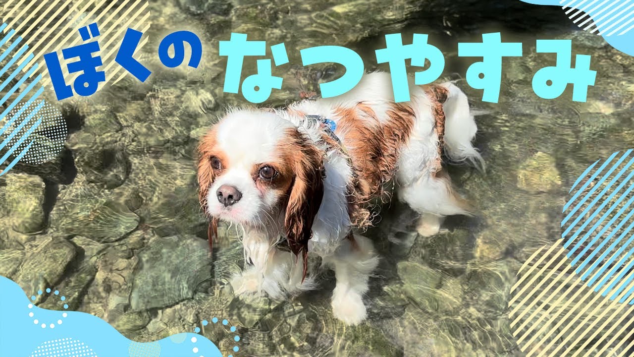 【夏の記録】はじめての川遊び、はじめてのかき氷。楽しかった2024年の夏｜キャバリア ｜海｜かき氷｜絵日記｜Vlog