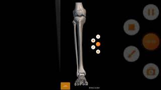 Tibia bone part 2