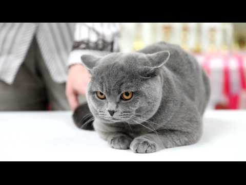 Video: Paano Mag-aalaga Ng Isang British Cat?