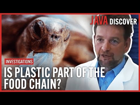Ocean Trash: The Plastic Soup in Our Seas